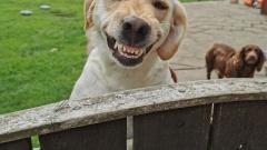 Twig - the dog with the biggest smile winner!