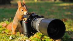 Squirrel with a camera