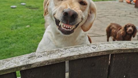 Twig - the dog with the biggest smile winner!