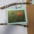 Forest School photo frames