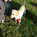 Twig proudly wearing her rosette